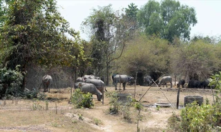 Dự án Thảo Cầm viên Sài Gòn (Safari) thu hồi đất hơn 15 năm qua nhưng bỏ hoang, trong khi hàng trăm hộ nông dân bị giải tỏa không có đất sản xuất