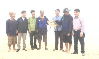 Thả rùa biển quý hiếm về lại môi trường tự nhiên