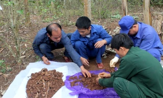 Hài cốt liệt được tìm thấy ở Trường Sơn thuộc địa phận thôn Tân Hào, xã Tân Liên (Hướng Hóa, Quảng Trị) ngày 26/3. Ảnh: Khánh Hưng.