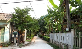 Quảng Trị xuất hiện ổ dịch tả lợn châu Phi đầu tiên