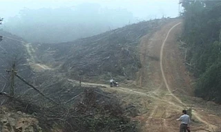 Trưởng phòng quản lý bảo vệ rừng bị hành hung tại nơi làm việc