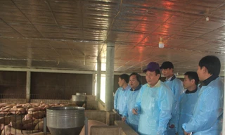 Quảng Trị lập chốt trên quốc lộ 1A ngăn dịch tả lợn Châu Phi