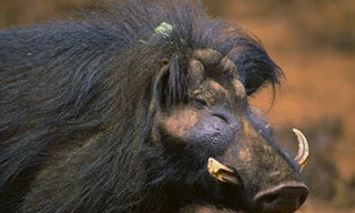 Mãnh thú là … lợn rừng !