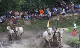 Đôi bò vô địch hội đua chùa Rô: Bò được ăn trứng, uống nước dừa tươi