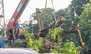 Vì sao gần 200 cây xanh ven đường Tam Trinh bị chặt hạ?