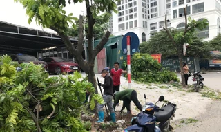 Cây ở Hà Nội bị đào, chặt như 'đốn củi' khi chưa có biên bản bàn giao
