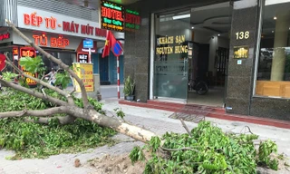 Hà Nội sẽ thay thế cây xanh không đạt thẩm mỹ, cong, nghiêng