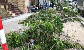 Đơn vị nào chặt hạ cây xanh như ‘đốn củi’ ở vỉa hè Hà Nội?
