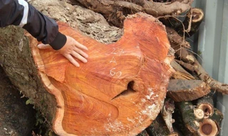 Vì sao phiên đấu giá lô gỗ sưa 'trăm tỷ' ở Hà Nội dừng phút chót?