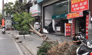 Hơn 1 tháng trôi qua, nhiều cây xanh gãy, đổ ở Hà Nội vẫn chưa được xử lý