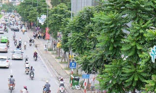 Hà Nội rà soát vị trí trồng cây xanh