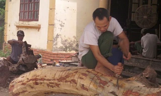 Người dân đẽo vỏ gỗ sưa để chuẩn bị đấu giá lần 2. Ảnh: PV