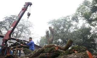 Lãnh đạo xã nói gì vụ lô gỗ sưa 'trăm tỷ' hai lần mở bán bất thành?