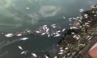Bất ngờ nguyên nhân cá chết nổi khắp Hồ Tây 