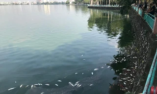 Kết quả quan trắc nước hồ Tây sau hiện tượng cá chết ra sao?