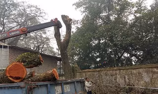 Lô gỗ sưa 'trăm tỷ' ở Hà Nội được định giá khởi điểm thế nào?