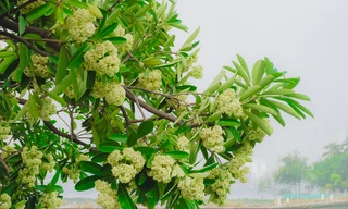 Hoa sữa nở rộ khiến người dân Hà Nội khổ sở