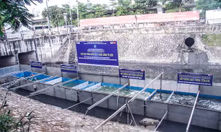 Hà Nội cho biết, chưa rõ kết quả và giá thành xử lý sông Tô Lịch của phía Cty JVE. Ảnh: Duy Phạm
