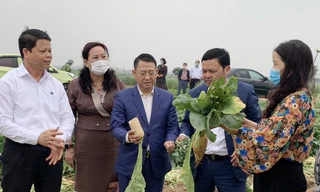 Đoàn công tác kiểm tra thực trạng việc thu hoạch, tiêu thụ củ cải ở Mê Linh. Ảnh: PV