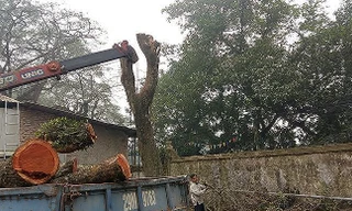 Khách hàng muốn đấu giá lô gỗ sưa ở Hà Nội phải đặt cọc gần 10 tỷ