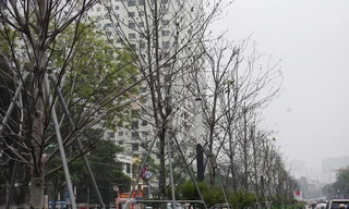 Hàng cây phong lá đỏ sắp bị thay thế ở Hà Nội