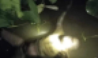 Phát hiện thi thể nam giới trôi sông, trên tay có hình xăm chữ 'cha mẹ'