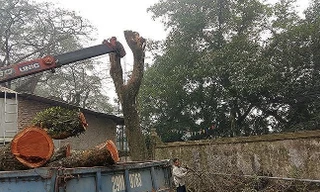 Sắp mở lại phiên đấu giá lô gỗ sưa 'trăm tỷ' ở Hà Nội