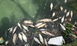 Cá chết nổi trắng một góc hồ Tây