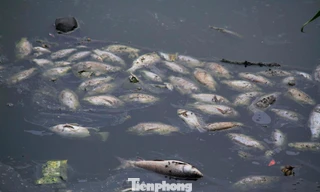 Hà Nội: Vì sao cá chết hàng loạt bốc mùi nồng nặc hồ Yên Sở