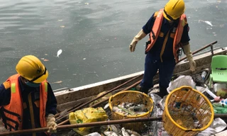 Vớt từng sọt cá chết ở hồ Tây
