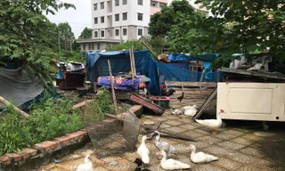 Gà, vịt 'nương tựa' khu chung cư tái định cư trăm tỷ ở Hà Nội