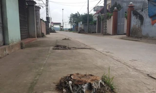 Nhiều cây xanh bị chặt hạ ở xã Cẩm Yên (Thạch Thất, Hà Nội)