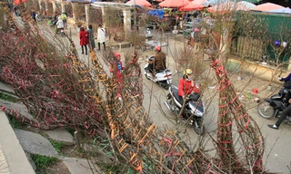 Đào rừng bày bán ở Hà Nội dịp Tết. Ảnh: Trường Phong