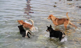 Cảnh khuyển ở Trường Sa bắt cá, tuần tra cùng chiến sĩ