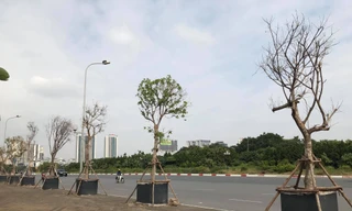 Cách trồng cây ‘khác lạ’ trên vỉa hè Hà Nội