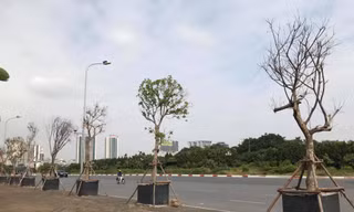Cách trồng cây ‘khác lạ’ trên vỉa hè Hà Nội