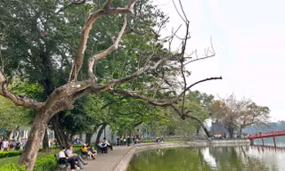 'Chốt' ngày chặt hạ 3 cây sưa quý hiếm chết ven hồ Gươm