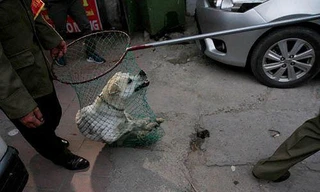 Nhiều quận ở Hà Nội chuẩn bị ra quân bắt chó thả rông