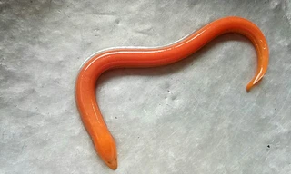 Hà Nội: Bắt được lươn vàng hiếm thấy sau mưa 