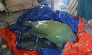 Hà Nội chỉ đạo làm rõ nguyên nhân khiến cá thể rùa Đồng Mô chết