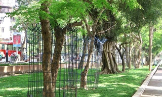 'Mặc giáp sắt' cho loạt cây quý ở Công viên Thống nhất sau khi bỏ hàng rào