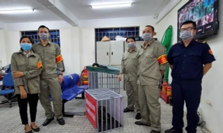 Hà Nội: Quận Ba Đình lập đội bắt chó thả rông