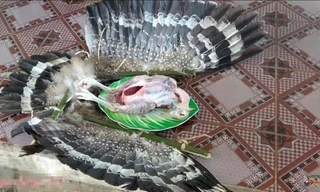 Con chim được cho là Diều hoa Miến Điện - một loại chim quý bị làm thịt