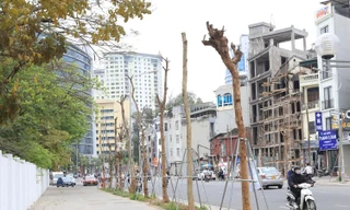 Hàng cây tiền tỷ 'mãi không thấy ra lá' trên tuyến đường giữa Thủ đô Hà Nội