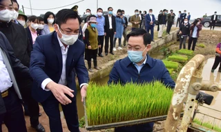 Bí thư Vương Đình Huệ xuống đồng cấy lúa cùng nông dân