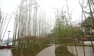 Lý do hàng nghìn cây trúc được trồng ven hồ Trúc Bạch ở Hà Nội