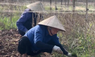 Hà Nội: Sau lũ, người dân nhổ đào chết, trồng su hào bán Tết