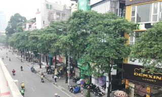 Hà Nội sắp di chuyển loạt cây hoa sữa cổ thụ khỏi phố Nguyễn Chí Thanh?