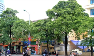 Hà Nội sẽ thay bớt cây hoa sữa vì 'mùi hương nồng nặc'