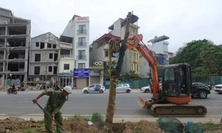Trồng mới hàng cây xanh trên đường Huỳnh Thúc Kháng kéo dài